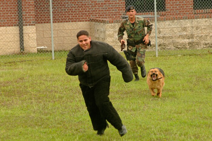 Staff Sgt. William Roeck, 437th Security Forces Squadron military working dog handler, pursues his dog, Rony, as he chases down Staff Sgt. Max Soto, also a 437 SFS military working dog handler, in a controlled aggression exercise on base Monday.  (U.S. Air Force photo/ Staff Sgt. April Quintanilla)