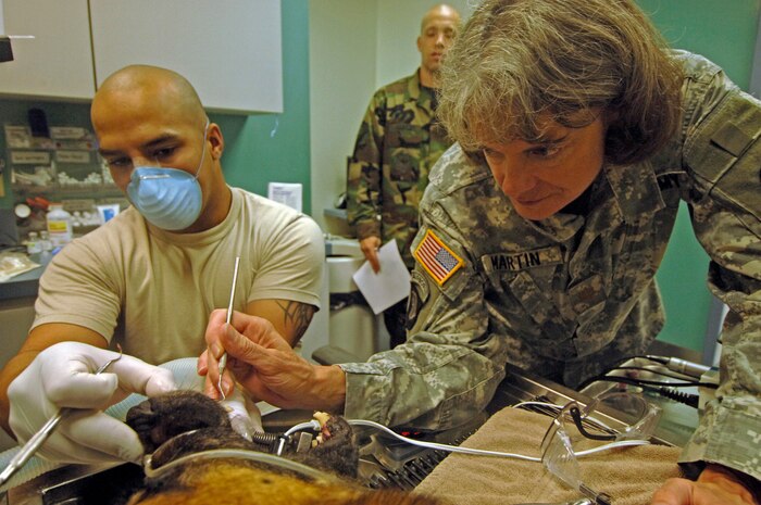 Army Maj. Bonnie Martin, veterinarian from Fort Jackson, S.C., and Army Spc. Jose Rodriguez, Charleston AFB veterinarian, peform a routine dental exam on Athos, a military working dog, at the veterinary clinic on base Monday. (U.S. Air Force Photo/Staff Sgt. April Quintanilla)