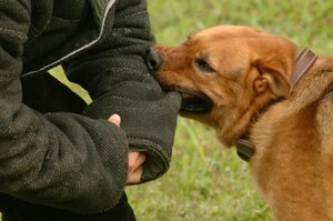 Staff Sgt. Max Soto, 437th Security Forces Squadron military working dog handler, helps Rony, a military working dog, during routine controlled aggression training on Charleston AFB, Monday. K-9s are trained to obey commands by a specific trainer and are also cared for as if they were any other military member so they can assist in security demands. (U.S. Air Force photo/Airman 1st Class Cynthia Spalding)
