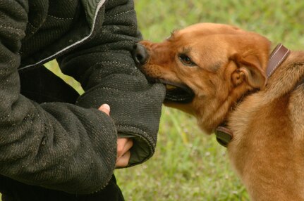 Staff Sgt. Max Soto, 437th Security Forces Squadron military working dog handler, helps Rony, a military working dog, during routine controlled aggression training on Charleston AFB, Monday. K-9s are trained to obey commands by a specific trainer and are also cared for as if they were any other military member so they can assist in security demands. (U.S. Air Force photo/Airman 1st Class Cynthia Spalding)
