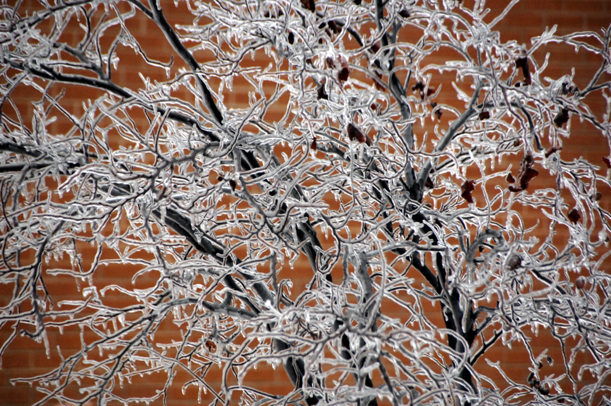 Each branch and twig of a small tree outside of the Vance Air Force Base civil engineering building bears a coat of ice. (U.S. Air Force photo by Terry Wasson)