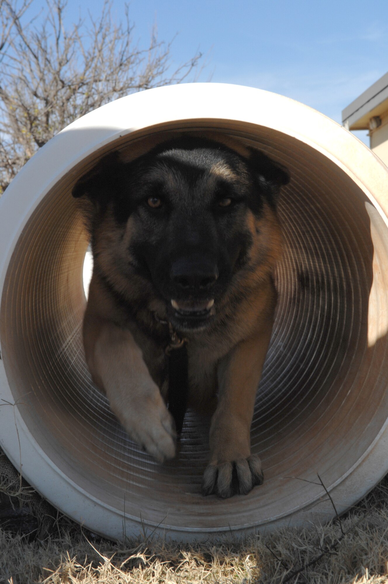 DYESS AIR FORCE BASE, Texas - Bartja, the newest member of the 7th Security Forces Squadron, crawls through a training tunnel Dec. 14. 