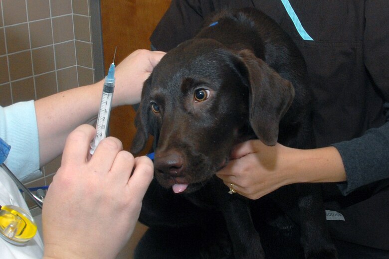 Dr. Tanya Seckman, Veterinarian Clinic Doctor of Veterinarian Medicine, prepares to administer a vaccination to 13 week-old Chocolate Lab "Buddy". (U.S. Air Force photo by Marv Lynchard)
