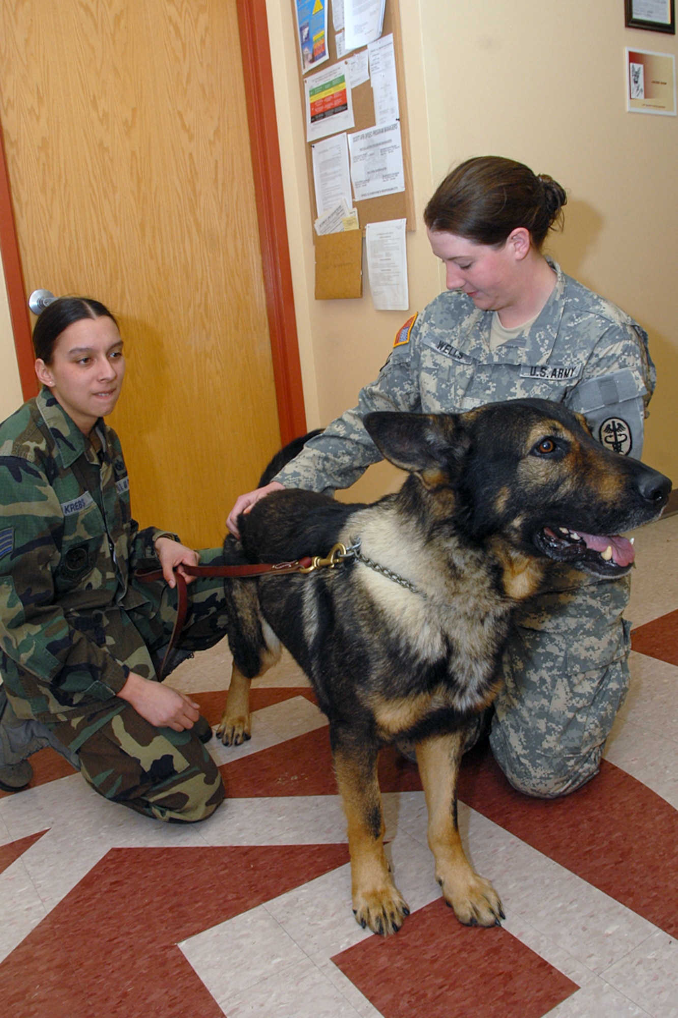 Military Working Dog "Brit" during routine inspection of the Military Working Dogs section. (U.S. Air Force photo by Marv Lynchard)