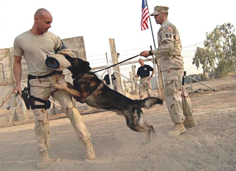 SATHER AIR BASE, Iraq -- Tech Sgt. Ryan M. Feltz, a military working dog trainer, and Staff Sgt. Brian Morgan, an MWD handler with the 447th Expeditionary Security Forces Squadron in Iraq, conduct training at Sather Air Base, Baghdad International Airport. Sergeant Feltz and Tech Sgt. Jerry Woodard (background), the Kennel Master for the 447th EFSF, are currently stationed with the 4th SFS here.