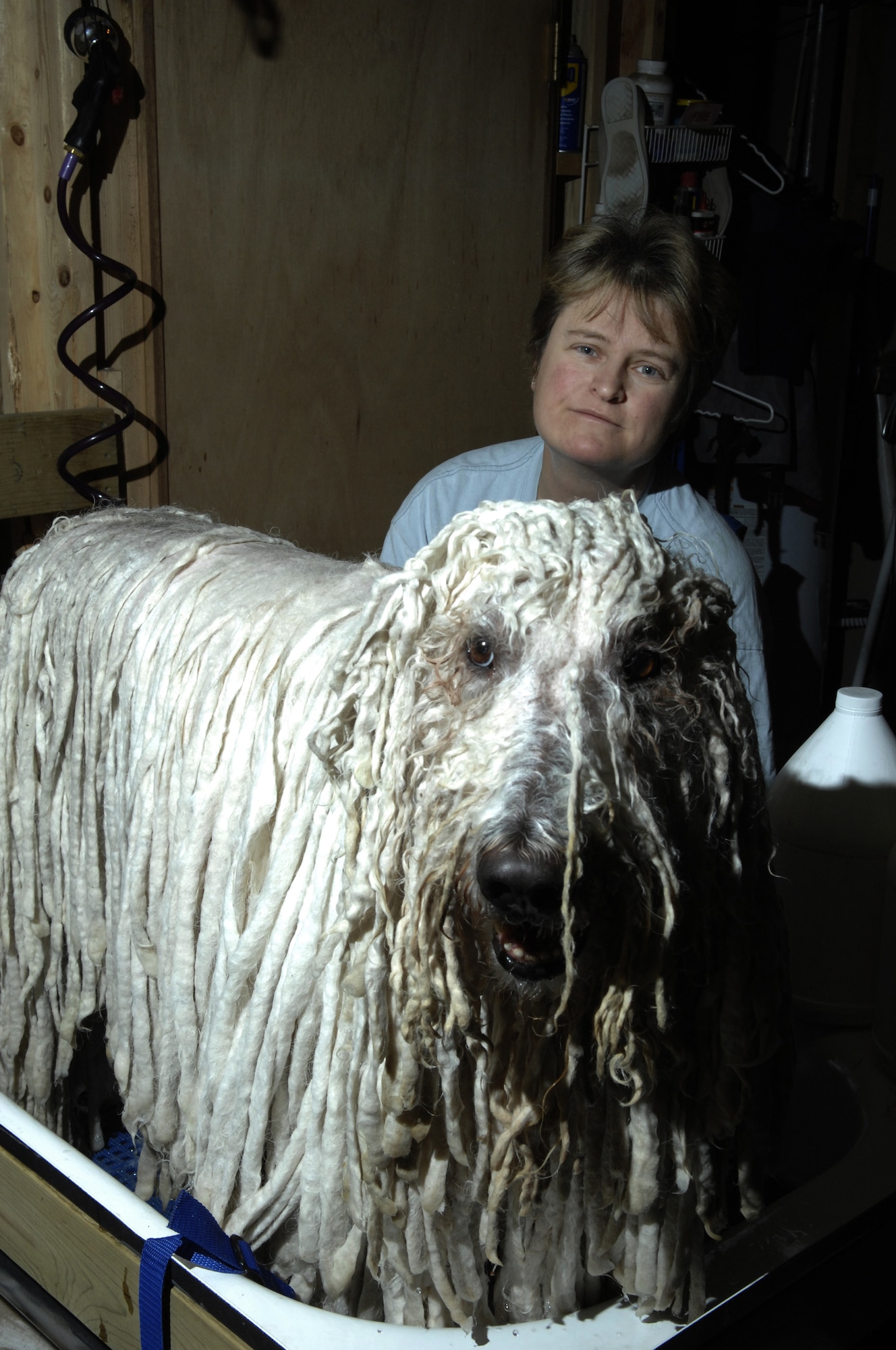 Master Sgt. Adrienne Freyer, 28th Bomb Wing Plans and Evaluations superintendent, bathes her Champion Kyllburg, Chaos, in preparation for the Dec. 2, 2007 American Kennel Club/ Eukanuba National Invitational Dog Show in Long Beach, Calif. Chaos won best of show and best bred, continuing a trend started in October where he won best in breed and back-to-back group ones in Minnesota, Oct. 6 and 7; and back in Rapid City, S.D., won best in breed Oct. 19 through 21, Group 4 Oct. 20 and Group 3 Oct. 21. (U.S. Air Force photo/Senior Airman Angela Ruiz)