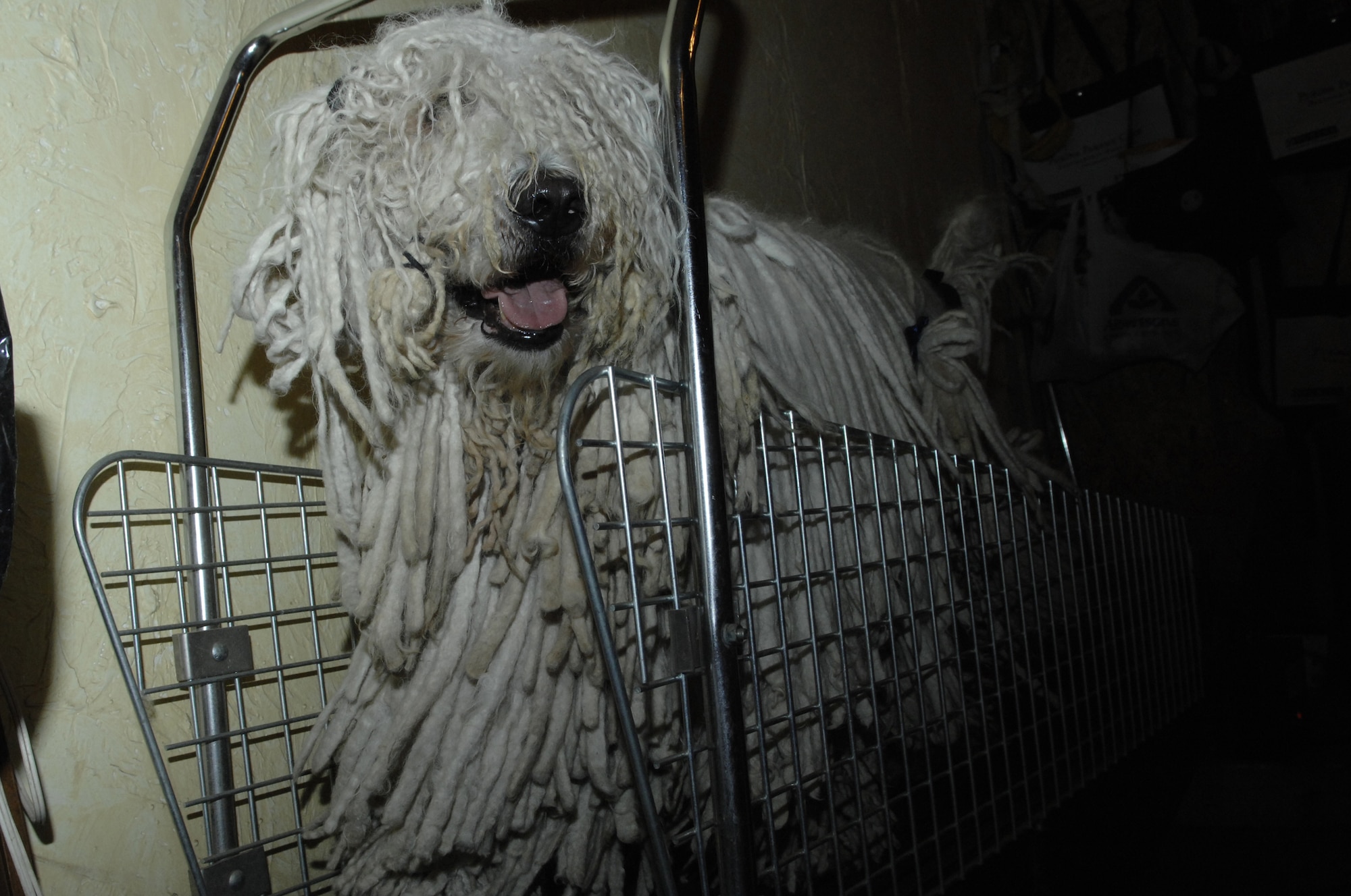 Chaos takes a brisk jog on a treadmill as he waits for bath time. Master Sgt. Adrienne Freyer, 28th Bomb Wing Plans and Evaluations superintendent, uses a specially designed treadmill to help keep her Champion Kyllburg, Chaos, in shape. Chaos, a 115-pond Komondor, is ranked as the top Komondor male in the United States. This show dog knows how to compete, winning best of breed and best bred Dec. 2, during the 2007 American Kennel Club/ Eukanuba National Invitational Dog Show in Long Beach, Calif. This show continued a trend started in October where he won best in breed and back-to-back group ones in Minnesota, Oct. 6 and 7; and back in Rapid City, S.D., won best in breed Oct. 19 through 21, Group 4 Oct. 20 and Group 3 Oct. 21. (U.S. Air Force photo/Senior Airman Angela Ruiz)