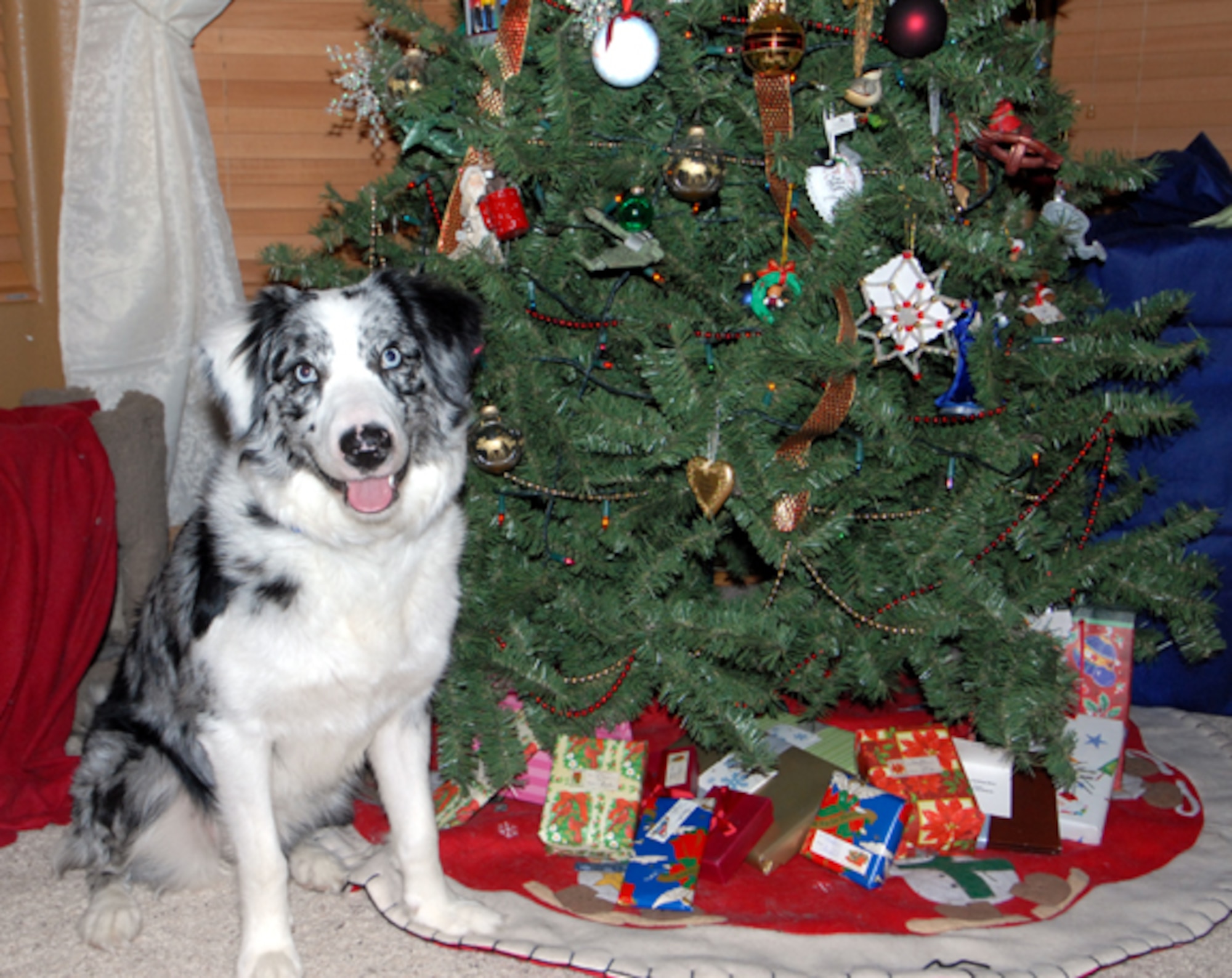 Airmen are reminded to look out for their pet's health and safety this holiday season. The holidays offer many hazards to house hold pets such as the cold temperatures, digesting table scraps from holiday dinners and the possibility of ingesting small holiday decorations. (U.S. Air Force photo/ Capt. Martha Petersante-Gioia)