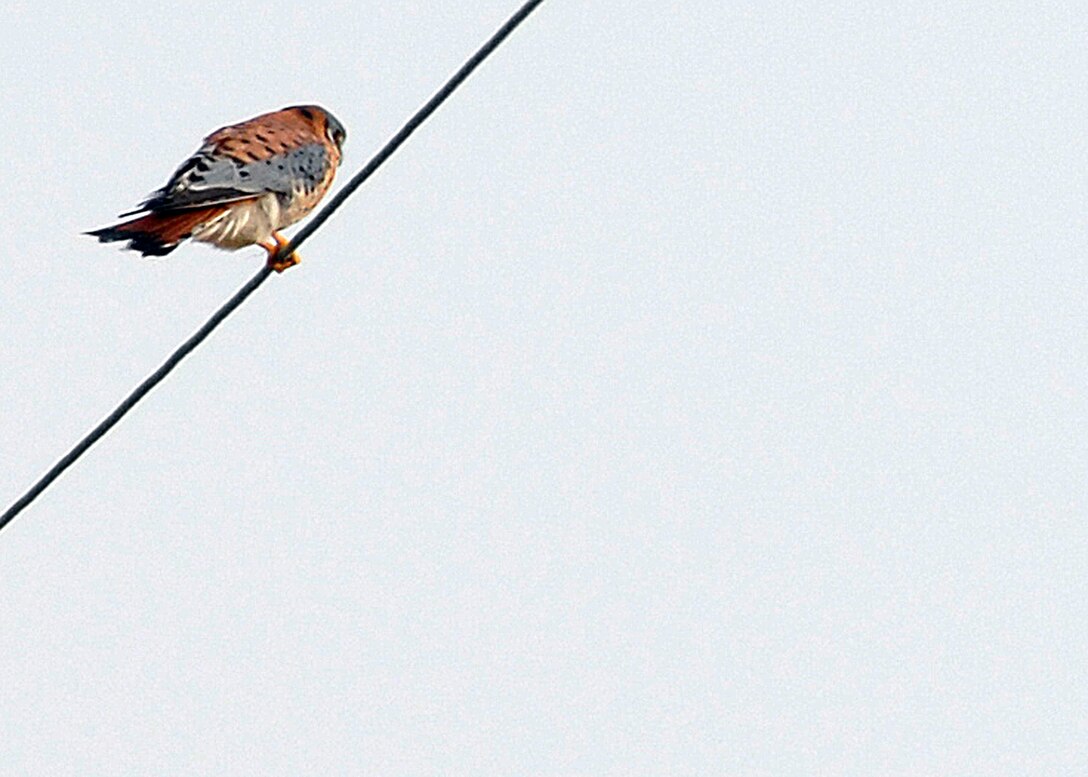 LANGLEY AIR FORCE BASE, Va. -- This is the smallest North American falcon and is sometimes called a Sparrow Hawk, a misnomer; because it is neither a hawk nor does its diet include a significant amount of sparrows or other small birds. It’s often sighted perched on wires along roadsides. This is a male kestrel and a total of four were seen on this year’s winter bird count. 

Volunteers conduct bird counts each winter and spring on Langley Air Force Base. The data, collected since 1985, is provided to the 1st Civil Engineer Squadron’s Environmental Flight and the Bird Aircraft Strike Hazard team. This gives data points, essentially snapshots in time, that show significant trends occurring at the base.  (U.S. Air Force photo/Airman 1st Class Zachary Wolf)

