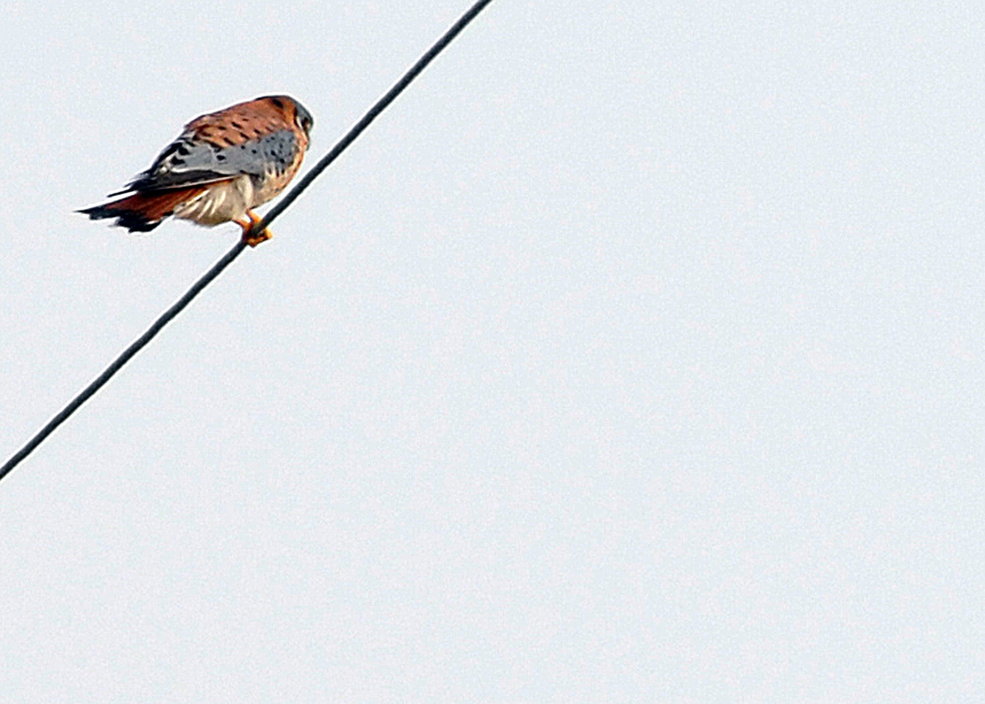 LANGLEY AIR FORCE BASE, Va. -- This is the smallest North American falcon and is sometimes called a Sparrow Hawk, a misnomer; because it is neither a hawk nor does its diet include a significant amount of sparrows or other small birds. It’s often sighted perched on wires along roadsides. This is a male kestrel and a total of four were seen on this year’s winter bird count. 

Volunteers conduct bird counts each winter and spring on Langley Air Force Base. The data, collected since 1985, is provided to the 1st Civil Engineer Squadron’s Environmental Flight and the Bird Aircraft Strike Hazard team. This gives data points, essentially snapshots in time, that show significant trends occurring at the base.  (U.S. Air Force photo/Airman 1st Class Zachary Wolf)

