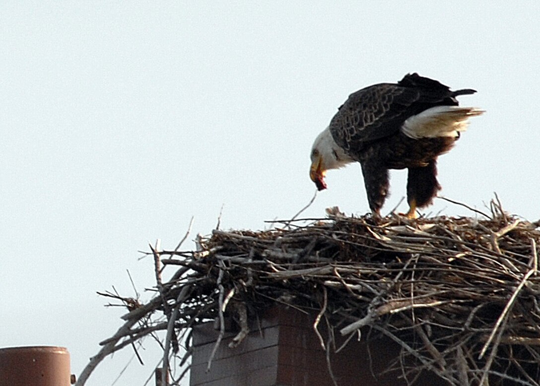 LANGLEY AIR FORCE BASE, Va. -- A record total of three bald eagles were spotted on this year’s winter bird count. For many years, none were seen on base. One was spotted in 1998, and solo eagles have been seen sporadically since then. Volunteers conduct bird counts each winter and spring on Langley. The data, collected since 1985, is provided to the 1st Civil Engineer Squadron’s Environmental Flight and the Bird Aircraft Strike Hazard team. This gives data points, essentially snapshots in time, which show significant trends occurring at the base. (U.S. Air Force photo/Airman 1st Class Zachary Wolf)