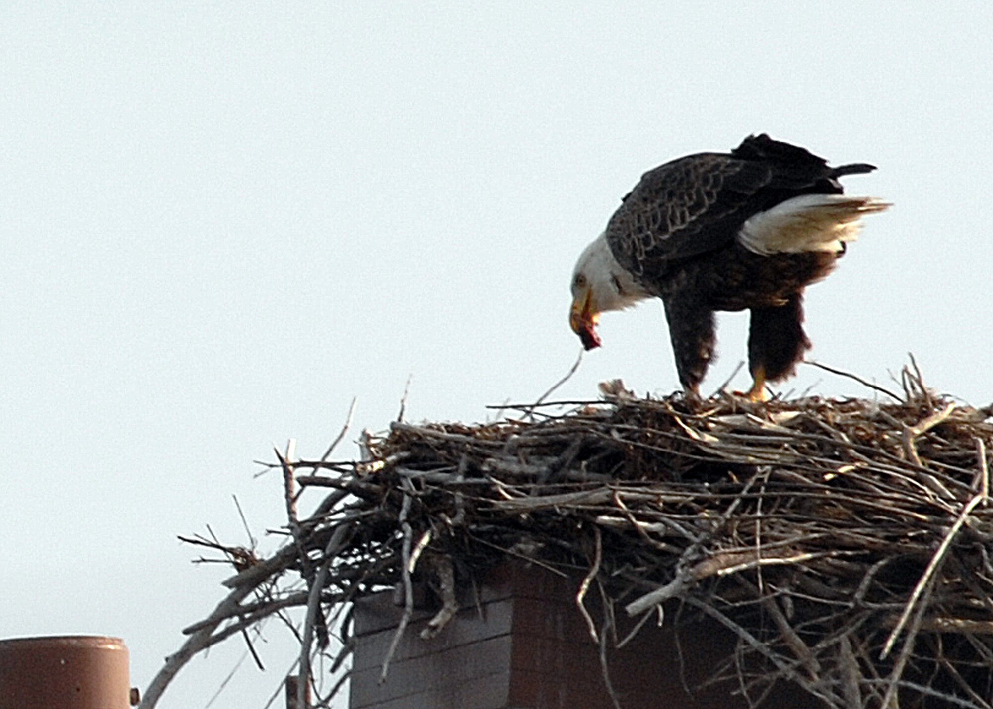 LANGLEY AIR FORCE BASE, Va. -- A record total of three bald eagles were spotted on this year’s winter bird count. For many years, none were seen on base. One was spotted in 1998, and solo eagles have been seen sporadically since then. Volunteers conduct bird counts each winter and spring on Langley. The data, collected since 1985, is provided to the 1st Civil Engineer Squadron’s Environmental Flight and the Bird Aircraft Strike Hazard team. This gives data points, essentially snapshots in time, which show significant trends occurring at the base. (U.S. Air Force photo/Airman 1st Class Zachary Wolf)