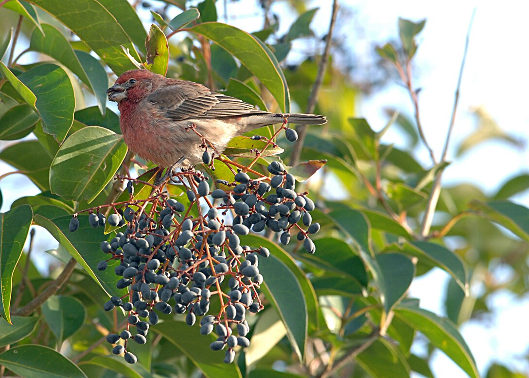 LANGLEY AIR FORCE BASE, Va. -- One of the more commonly seen birds across the United States, this male house finch is feasting on some berries. Studies indicate the redder the plumage, the more desirable he is to females.

Volunteers conduct bird counts each winter and spring on Langley Air Force Base. The data, collected since 1985, is provided to the 1st Civil Engineer Squadron’s Environmental Flight and the Bird Aircraft Strike Hazard team. This gives data points, essentially snapshots in time, that show significant trends occurring at the base.  (U.S. Air Force photo/Airman 1st Class Zachary Wolf)

