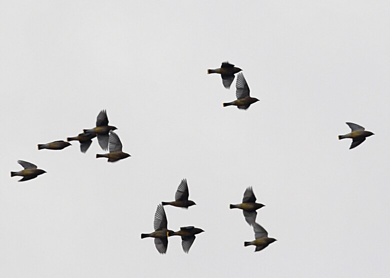 LANGLEY AIR FORCE BASE, Va. -- Thirteen Cedar Waxwings were spotted during Langley's winter bird count Dec. 13. Highly social and almost always seen in flocks, waxwings eat fruit, flower petals, insects and drink sap. At times this bird may become so intoxicated on overripe fruit that it can’t fly. Volunteers conduct bird counts each winter and spring on Langley. The data, collected since 1985, is provided to the 1st Civil Engineer Squadron’s Environmental Flight and the Bird Aircraft Strike Hazard team and shows significant base trends. (U.S. Air Force photo/Airman 1st Class Zachary Wolf)