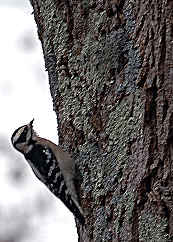 LANGLEY AIR FORCE BASE, Va. -- This species can be found almost anywhere there are trees. A total of three were seen on this year’s winter bird count, which is about normal for each year. It eats primarily insects and their larvae, but it will also eat seeds, nuts and berries – to include poison ivy. 

Volunteers conduct bird counts each winter and spring on Langley Air Force Base. The data, collected since 1985, is provided to the 1st Civil Engineer Squadron’s Environmental Flight and the Bird Aircraft Strike Hazard team. This gives data points, essentially snapshots in time, that show significant trends occurring at the base.  (U.S. Air Force photo/Airman 1st Class Zachary Wolf)

