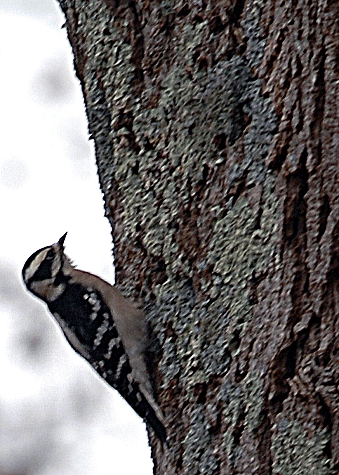 LANGLEY AIR FORCE BASE, Va. -- This species can be found almost anywhere there are trees. A total of three were seen on this year’s winter bird count, which is about normal for each year. It eats primarily insects and their larvae, but it will also eat seeds, nuts and berries – to include poison ivy. 

Volunteers conduct bird counts each winter and spring on Langley Air Force Base. The data, collected since 1985, is provided to the 1st Civil Engineer Squadron’s Environmental Flight and the Bird Aircraft Strike Hazard team. This gives data points, essentially snapshots in time, that show significant trends occurring at the base.  (U.S. Air Force photo/Airman 1st Class Zachary Wolf)


