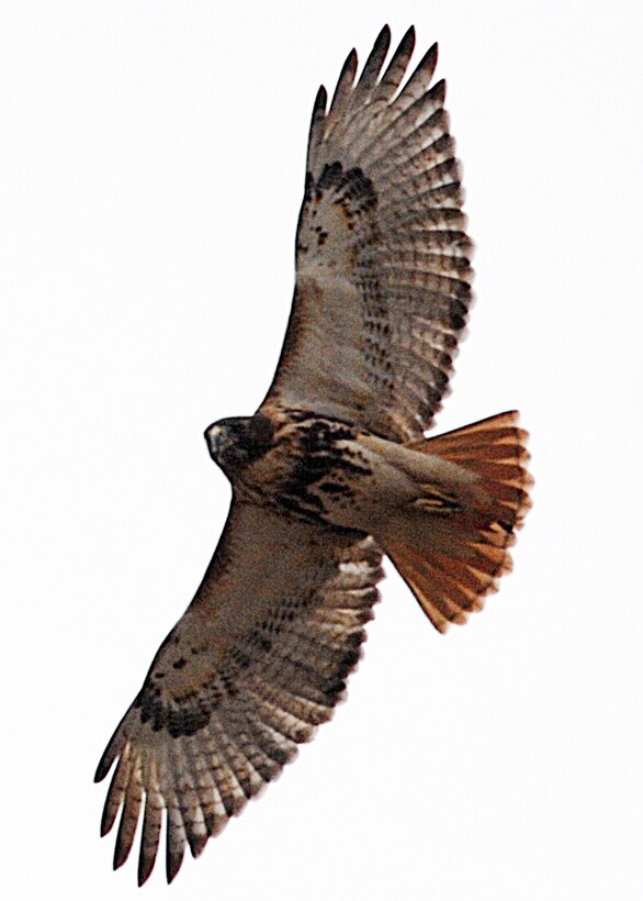 LANGLEY AIR FORCE BASE, Va. -- This is the most common hawk found on the continent and its wingspan ranges from 46 to 58 inches. Its diet consists of small to medium mammals, reptiles, amphibians, grasshoppers and an occasional small bird or bat. Many are still illegally killed and some perish when accidentally hit by cars. 

Volunteers conduct bird counts each winter and spring on Langley Air Force Base. The data, collected since 1985, is provided to the 1st Civil Engineer Squadron’s Environmental Flight and the Bird Aircraft Strike Hazard team. This gives data points, essentially snapshots in time, that show significant trends occurring at the base.  (U.S. Air Force photo/Airman 1st Class Zachary Wolf)

