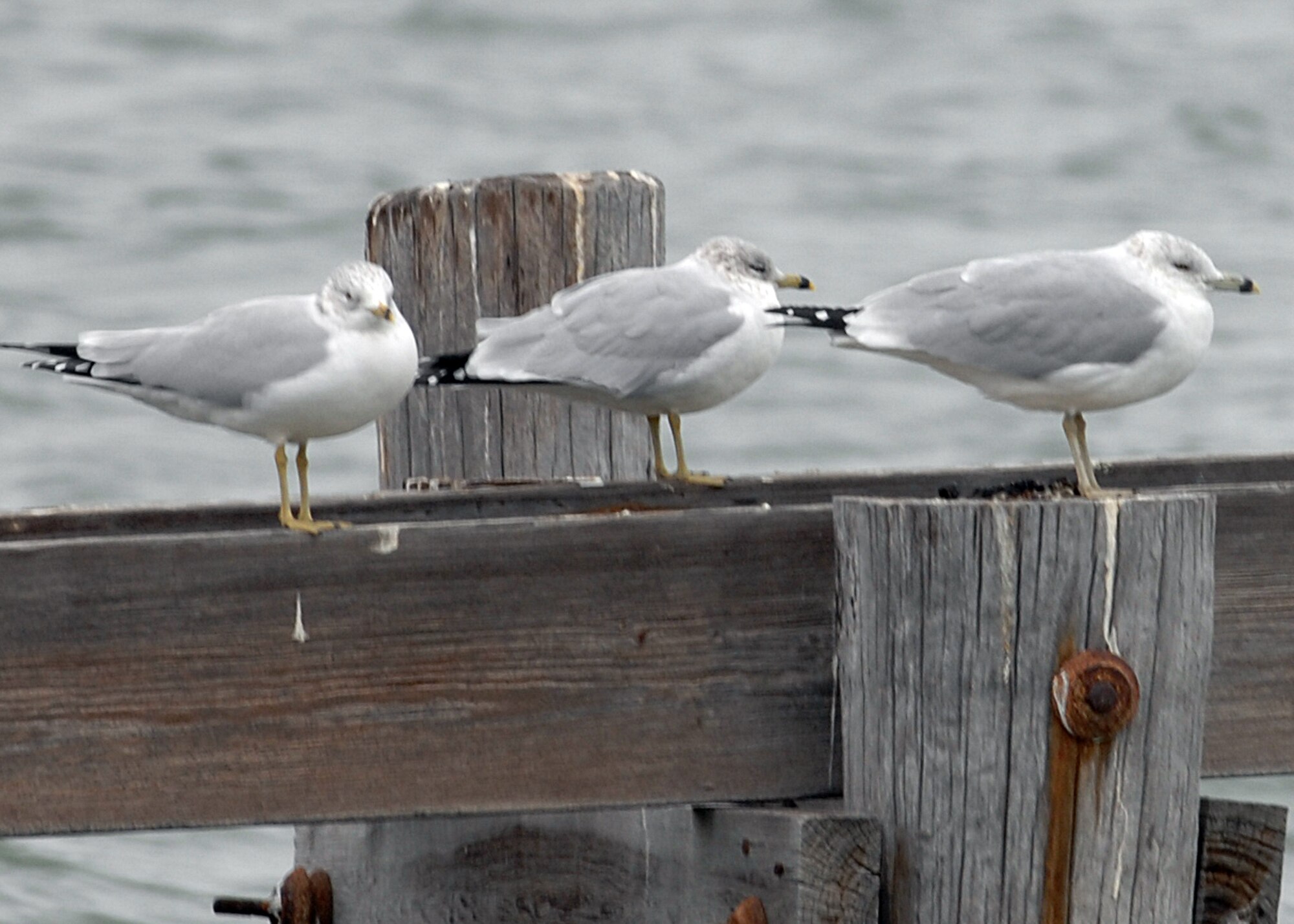 LANGLEY AIR FORCE BASE, Va. -- One of the most widespread and familiar gulls in North America, this gull can be distinguished by the black band on its yellow bill. It is very active in gathering food, will scavenge through debris and will steal food from other birds. This species has benefited by man’s alteration of habitat. 

Volunteers conduct bird counts each winter and spring on Langley Air Force Base. The data, collected since 1985, is provided to the 1st Civil Engineer Squadron’s Environmental Flight and the Bird Aircraft Strike Hazard team. This gives data points, essentially snapshots in time, that show significant trends occurring at the base.  (U.S. Air Force photo/Airman 1st Class Zachary Wolf)

