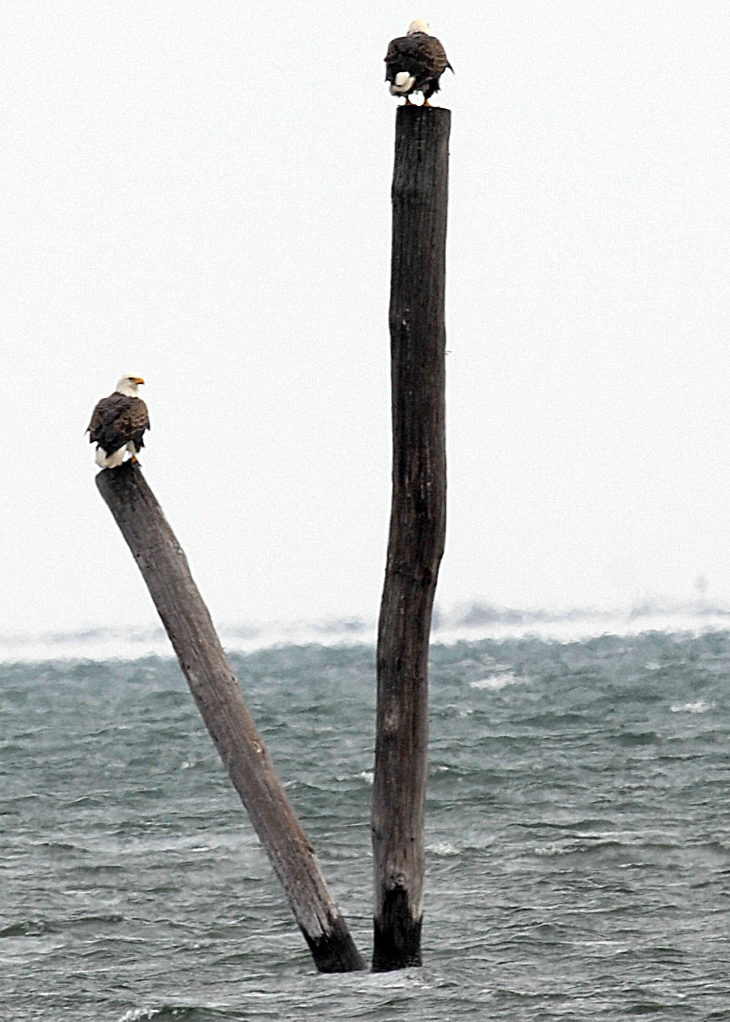 LANGLEY AIR FORCE BASE, Va. -- A record total of three bald eagles were spotted on this year’s winter bird count. For many years, none were seen on base. One was spotted in 1998, and solo eagles have been seen sporadically since then. Volunteers conduct bird counts each winter and spring on Langley. The data, collected since 1985, is provided to the 1st Civil Engineer Squadron’s Environmental Flight and the Bird Aircraft Strike Hazard team. This gives data points, essentially snapshots in time, which show significant trends occurring at the base. (U.S. Air Force photo/Airman 1st Class Zachary Wolf)