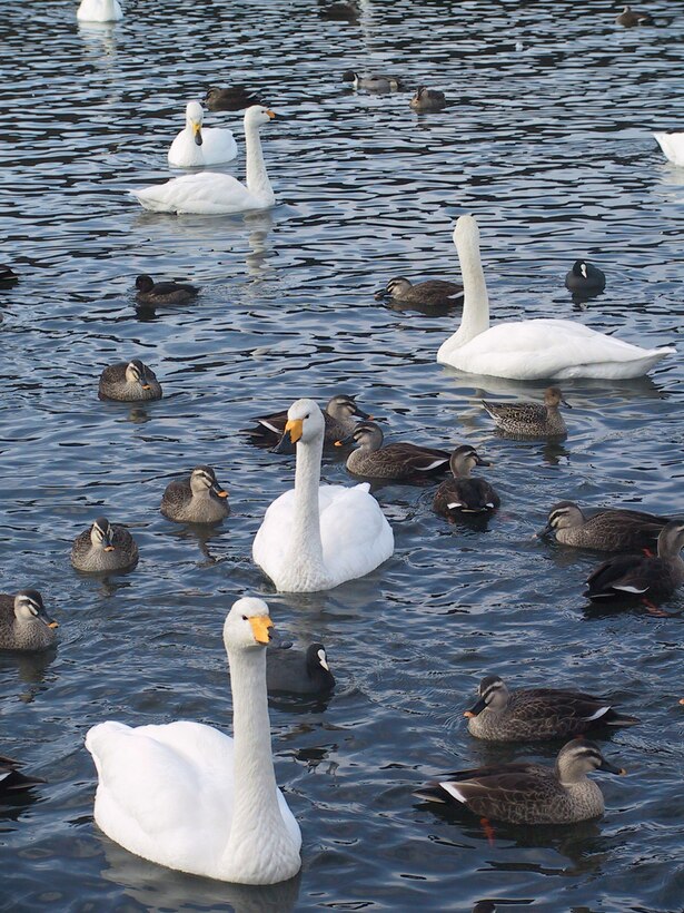 060317-F-9332E-045 -- OIRASE TOWN, Japan -- Swans swim in a nearby pond. Swan Day is March 4. (Coutesty photo)