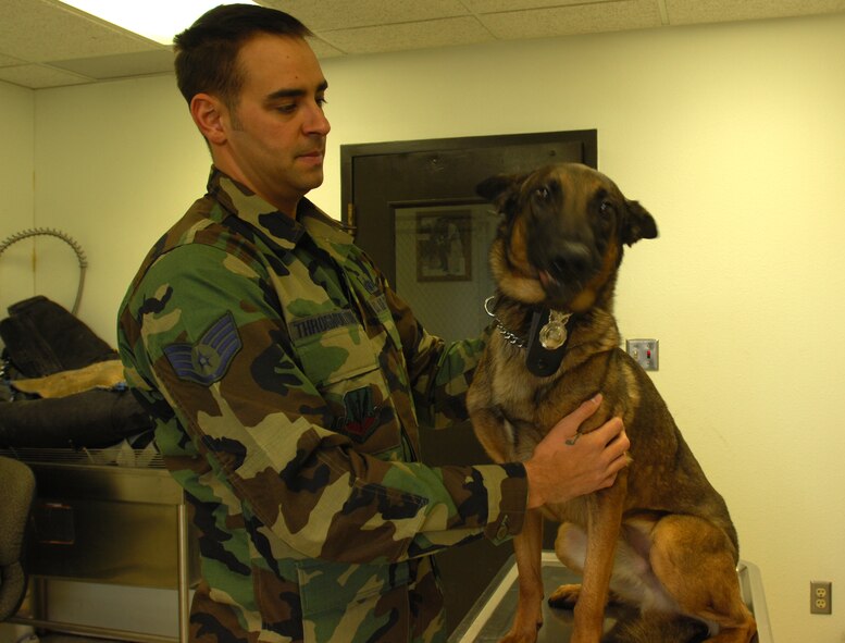 MINOT AIR FORCE BASE, N.D. -- Staff Sgt. Joseph Throgmortin, 5th Security Force Squadron K-9 handler, gives ‘Pepper’ his daily health check-up at the base dog kennel Feb. 12. Sergeant Throgmortin, Pepper and all the men and women assigned to 5th SFS were recently named Best Large Security Forces Squadron in Air Combat Command for 2006.