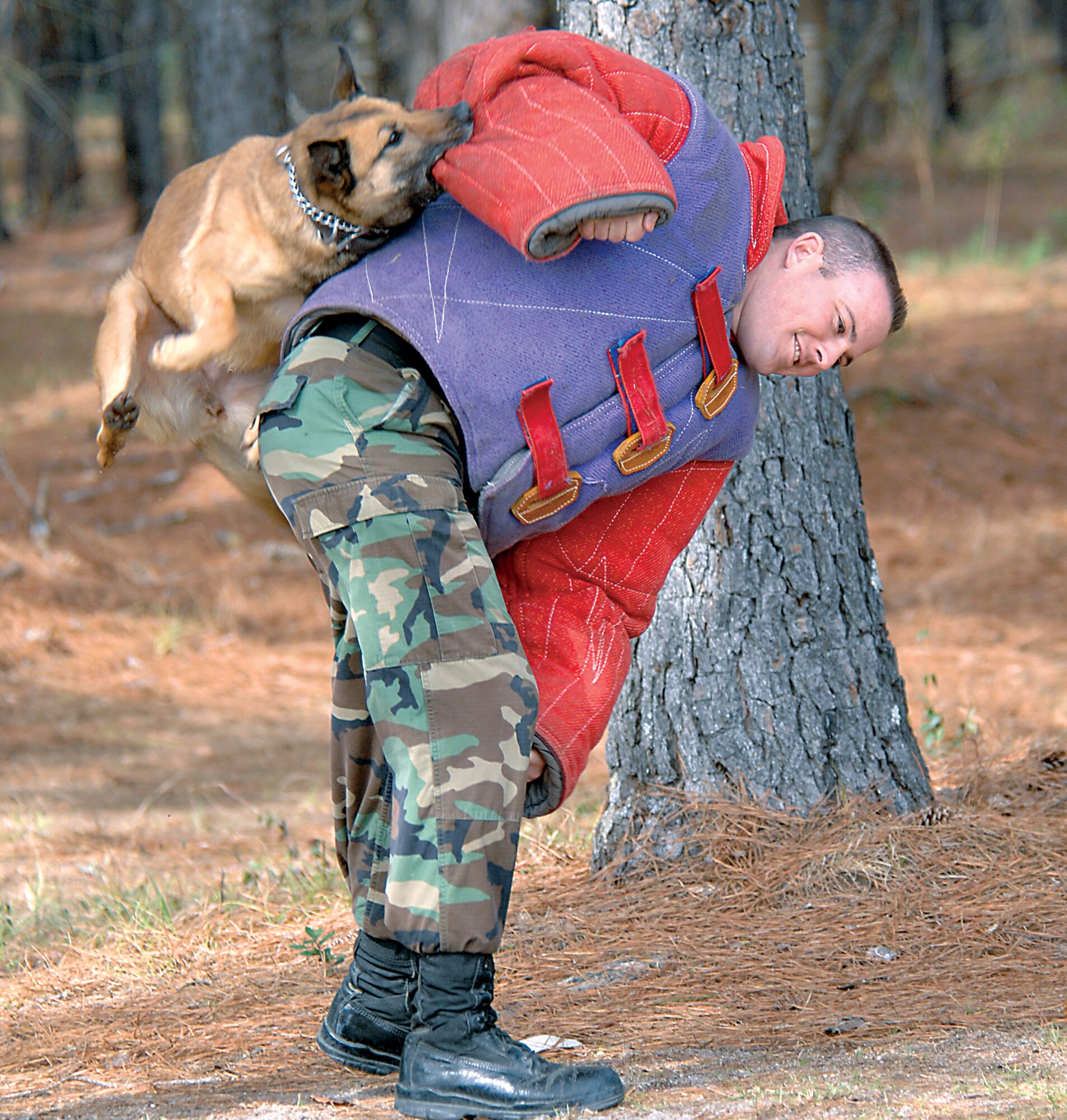 MOODY AIR FORCE BASE, Ga. -- Staff Sgt. Garry Laub, 823rd Security Forces Squadron military working dog handler, is attacked during a training exercise here Feb. 5. The squadron trains daily to keep MWD's and their handlers mission ready. (U.S. Air Force photo by Airman 1st Class Gina Chiaverotti)