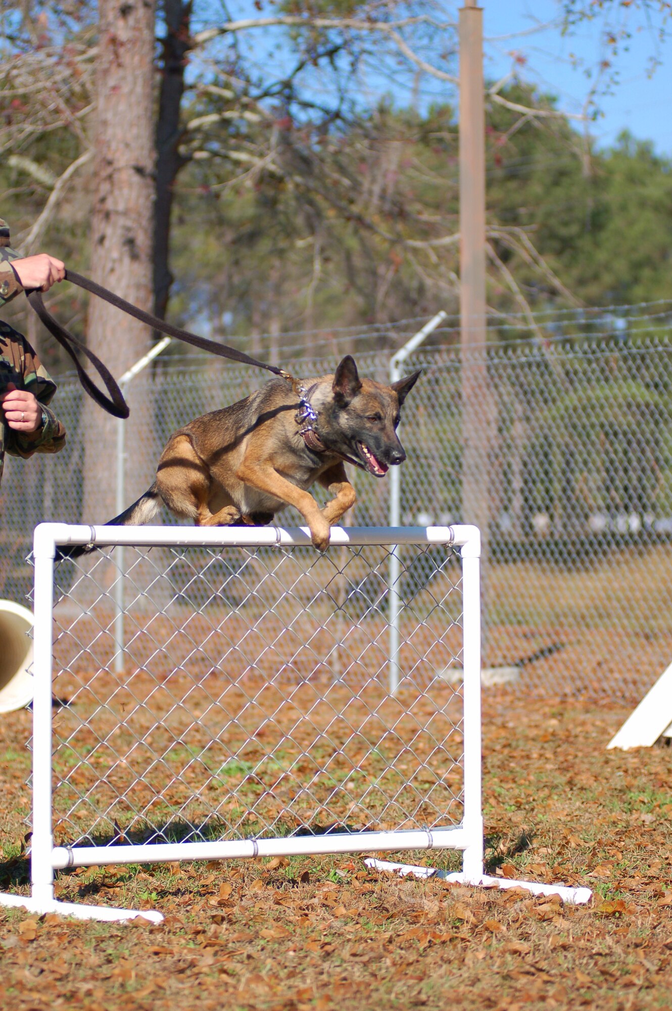 Ffifteen, a military working dog assigned to the 824th Security Forces Squadron, Moody AFB, Ga., clears a chain link fence obstacle during agility training here Dec. 28, 2006. Staff Sgt. James Parkis and is assigned as Fifiteen's miltary working dog handler. (U.S. Air Force photo by Tech Sgt. Parker Gyokeres)  Staff Sgt. James Parkis and his 