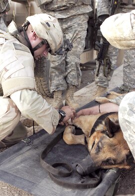 Staff. Sgt. Morgan Maul, 824th Security Forces Squadron military working dog handler, works with a medical team to help revive his canine partner Ajax during a recent deployment to Kirkuk, Iraq. Ajax lost consciousness and nearly died after overheating from the Iraqi summer heat. (U.S. Air Force photo by Tech. Sgt. Parker Gyokeres)