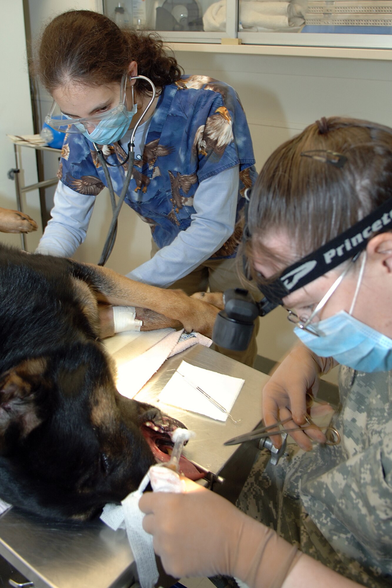 Dr. Heather Mazzaccaro, Doctor of Veterinary Medicine, and Army Sgt. Alicia Altman, Hanscom Veterinary Treatment Facility noncommissioned officer in charge, perform a routine dental cleaning on 66th Security Forces Squadron Military Working Dog Vero on Jan 17. MWDs receive full service from the base VTF. U.S. Air Force photo by Jan Abate