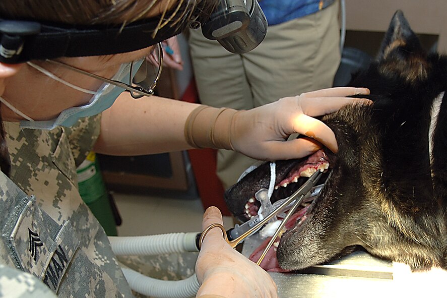 Army Sgt. Alicia Altman, Hanscom Veterinary Treatment Facility noncommissioned officer in charge, removes plaque build up from 66th Security Forces Squadron Military Working Dog Vero's teeth on Jan 17.      
U.S. Air Force photo by Jan Abate