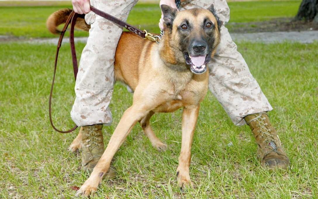 Rico, a military police working dog, barks at nearby person. Rico is one of several dogs from Marine Corps Air Station Beaufort that helps protect Parris Island.