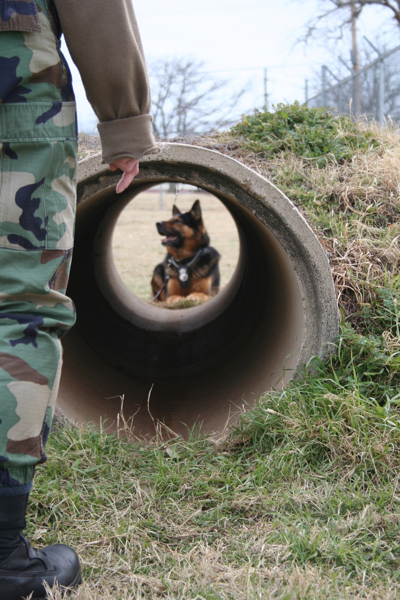 Murdog, 82nd Security Forces Squadron military working dog, sits patiently until given an instruction to crawl through the tunnel Jan. 24th. (U.S. Air Force photo/Adrian McCandless.)