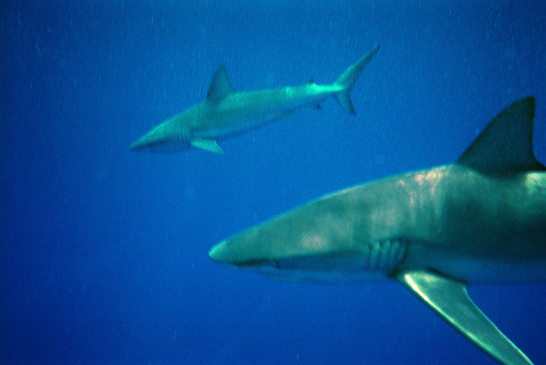 Marines and Sailors stationed on Oahu photograph Galapagos sharks just off the north shore of Oahu during a Single Marine & Sailor Program outing April 28.