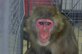 "Maggie" a Japanese snow monkey hangs out on Seymour Johnson Air Force Base on a trap set for her in late January. The exotic primate escaped her owner nearly six weeks ago and was finally captured when she came on base without authorization during the active duty's Operational Readiness Inspection. 916th Air Refueling Wing reservists were instrumental in her capture. (U.S. Air Force photo/Senior Master Sgt. Michael Hartsfield)

