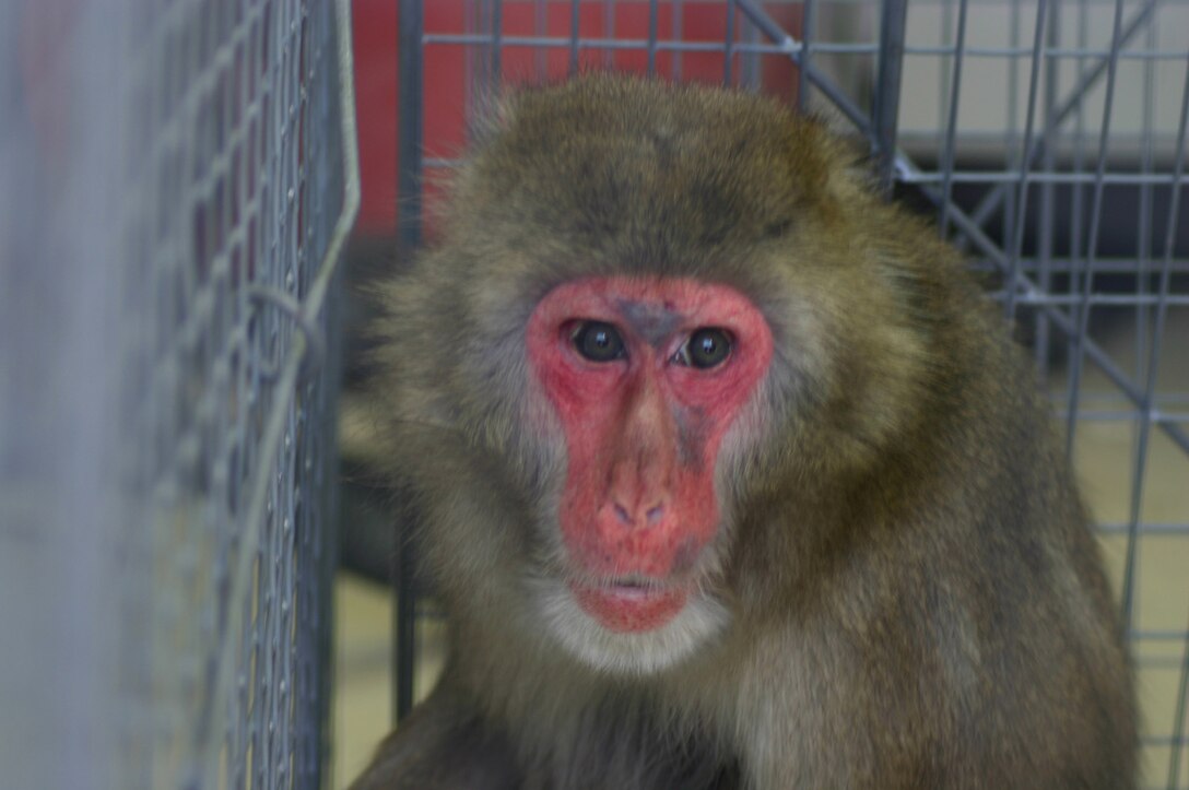 Maggie, a Japanese snow monkey, hangs out in a trap set for her in late January on Seymour Johnson Air Force Base, N.C. The exotic primate escaped her owner in December more than 15 miles from the base and was finally captured when she came on base without authorization during the active duty's Operational Readiness Inspection. Reservists from the 916th Air Refueling Wing were instrumental in her capture. (U.S. Air Force photo/Senior Master Sgt. Michael Hartsfield) 
