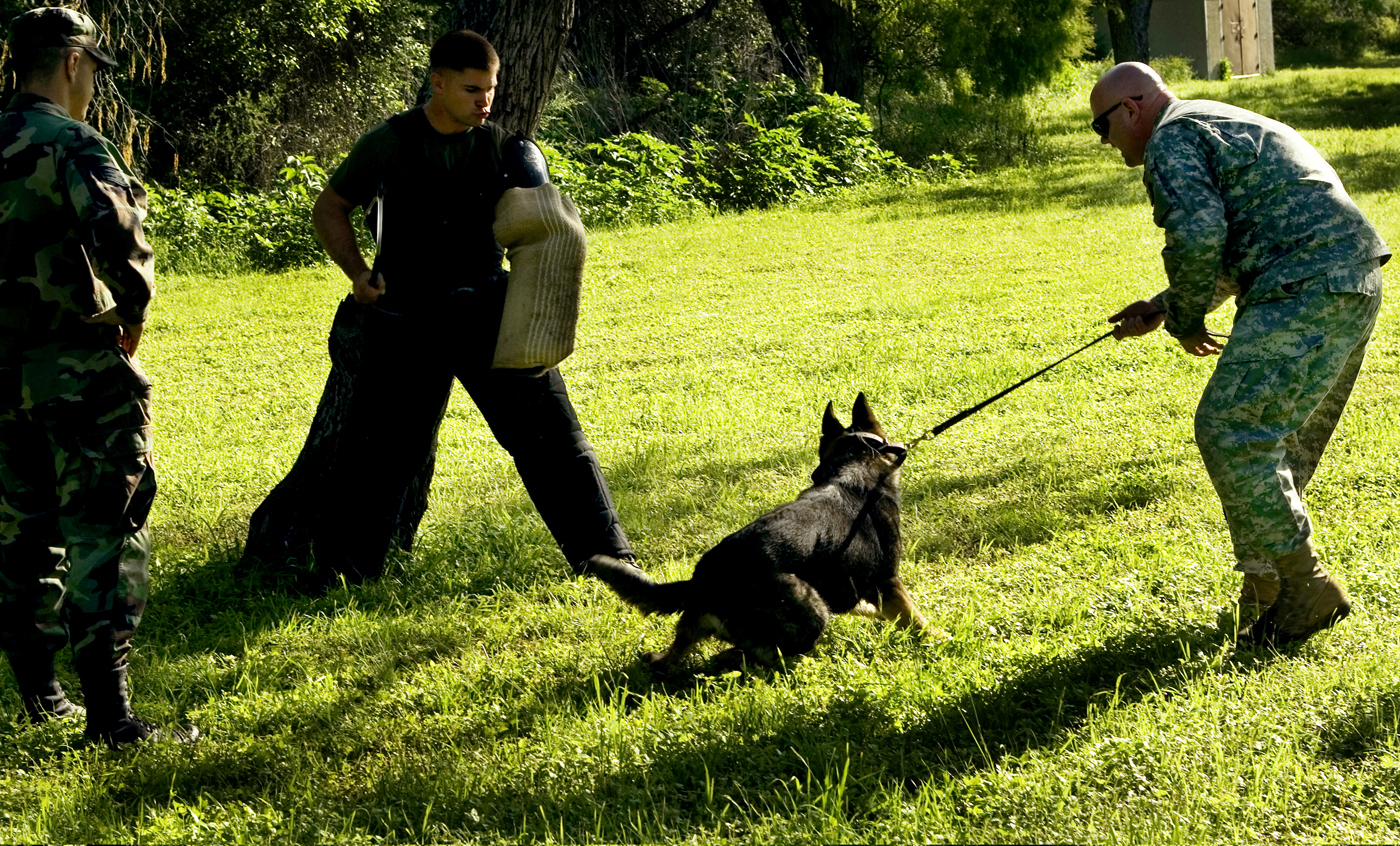 DOGGY BOOT CAMP When these instructors bark orders, their new