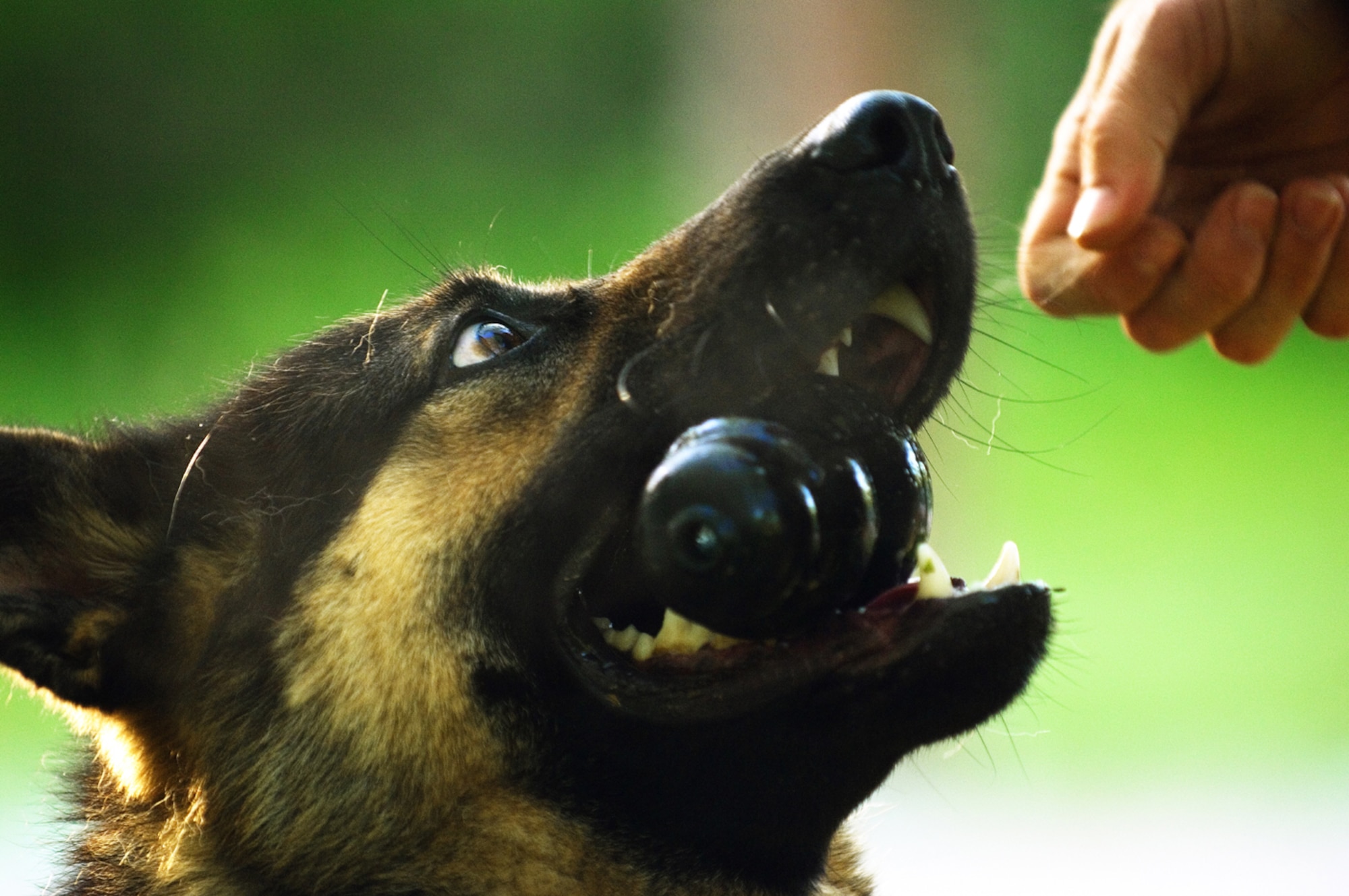 Rewarding a dog during obedience training can be a tricky bussiness. A lot of bite injuries occur when trainers put their hands close to a dog's mouth and lose situational awareness. The dogs tend to grab the first object they see with their teeth. (photo by Tech. Sgt. Matthew Hannen)