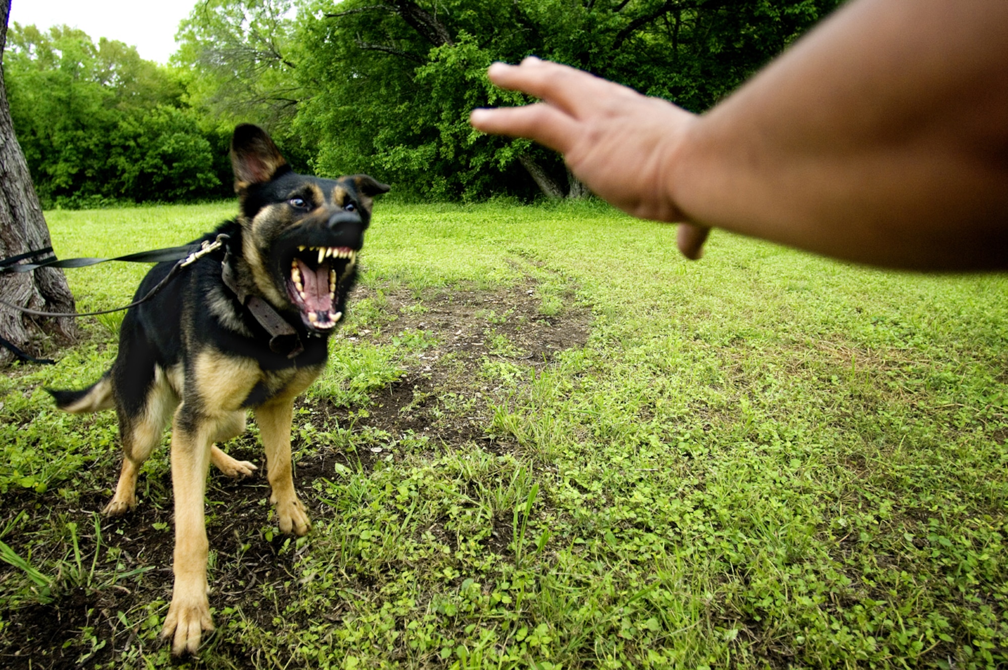 Military working dog handlers learn which dogs are aggressive and confident and which ones are meek and skittish, and work with them accordingly. (photo by Tech. Sgt. Matthew Hannen)