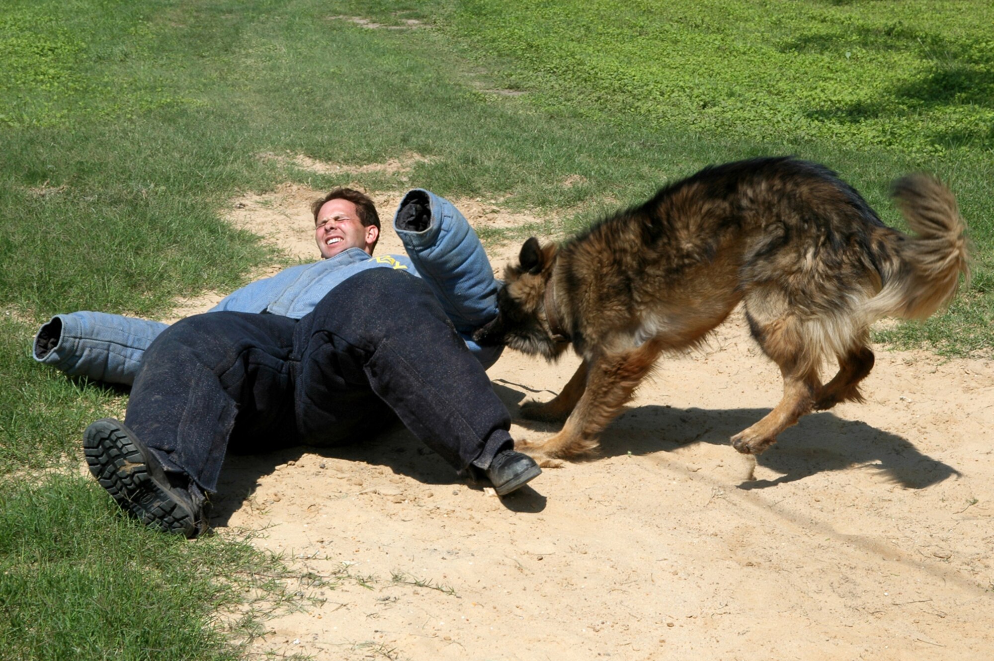 During an attack demonstration, Arthur. an 87-pound German shepherd and a military dog at Lackland AFB, TX takes down photojournalist Tech.Sgt. Matthew Hannen who finds himself on the wrong end of the camera. (Photo by Tech. Sgt. Matthew Hannen)