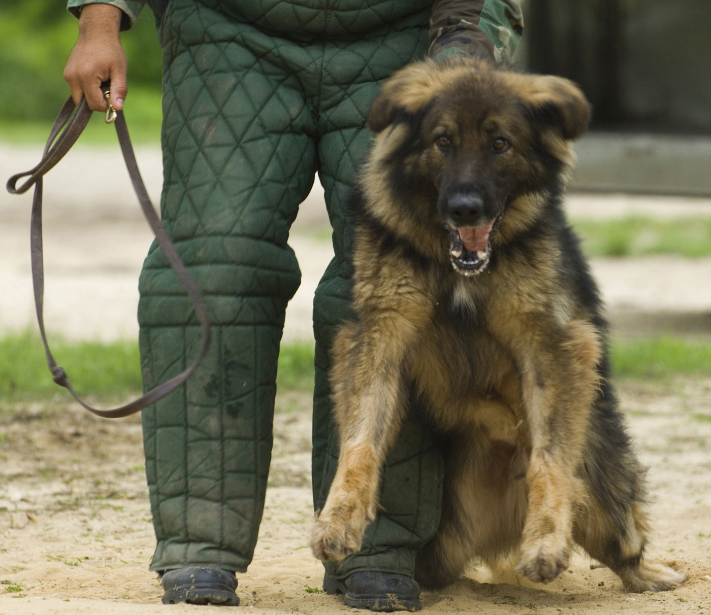 German Shepherd Attack