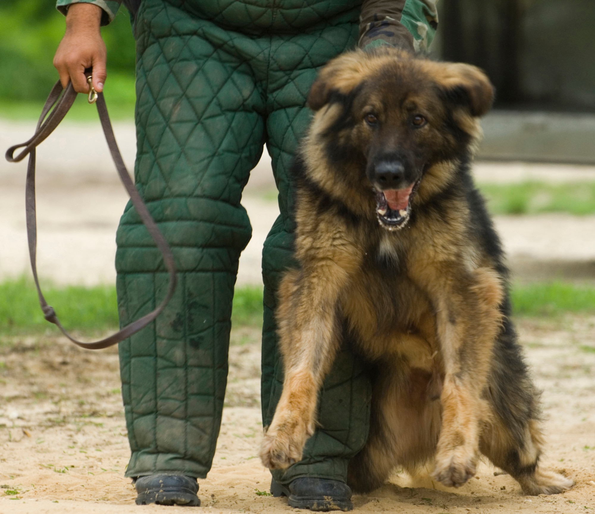 During an attack demonstration, Arthur, an 87-pound German shepherd and a military working dog at Lackland AFB, Texas, takes down photojournalist Tech. Sgt. Matt Hannen (below), who finds himself on the wrong end of the camera. (Photo by Tech. Sgt. Matthew Hannen)