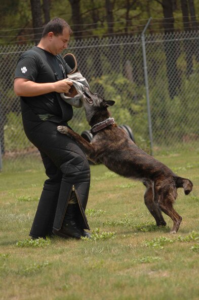SHAW AIR FORCE BASE, S.C. -- Rocky, 20th Sercurity Forces Squadron military working dog, and Staff Sgt. Christopher Le-Blanc, 20th SFS dog handler, demonstrates how to take down a suspect resisting arrest for the South Carolina Civil Air Patrol at Shaw June 27. Civil Air Patrol is a completely voluntary program to train young men and women in teamwork, moral leadership, aerospace education, technical skills to support emergency services, and military history and customs, according to the CAP public Web site, http://www.cap.gov/index.cfm. (U.S. Air Force photo/Staff Sgt. Henry L. Hoegen Jr.)