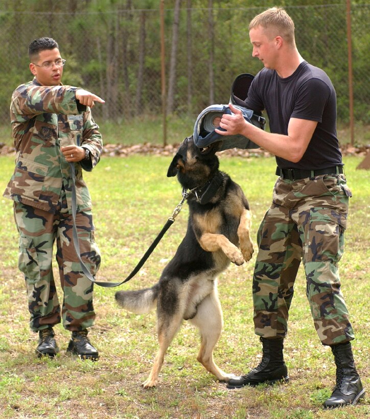 Staff Sgt. Andrew Rodriguez (left) directs Rony, a military working dog, to attack an Airman who plays the role of decoy. Sergeant Rodriguez is assigned to the 1st Special Operations Security Forces Squadron at Hurlburt Field, Fla.  (U.S. Air Force photo/Senior Airman Gary Stevens) 