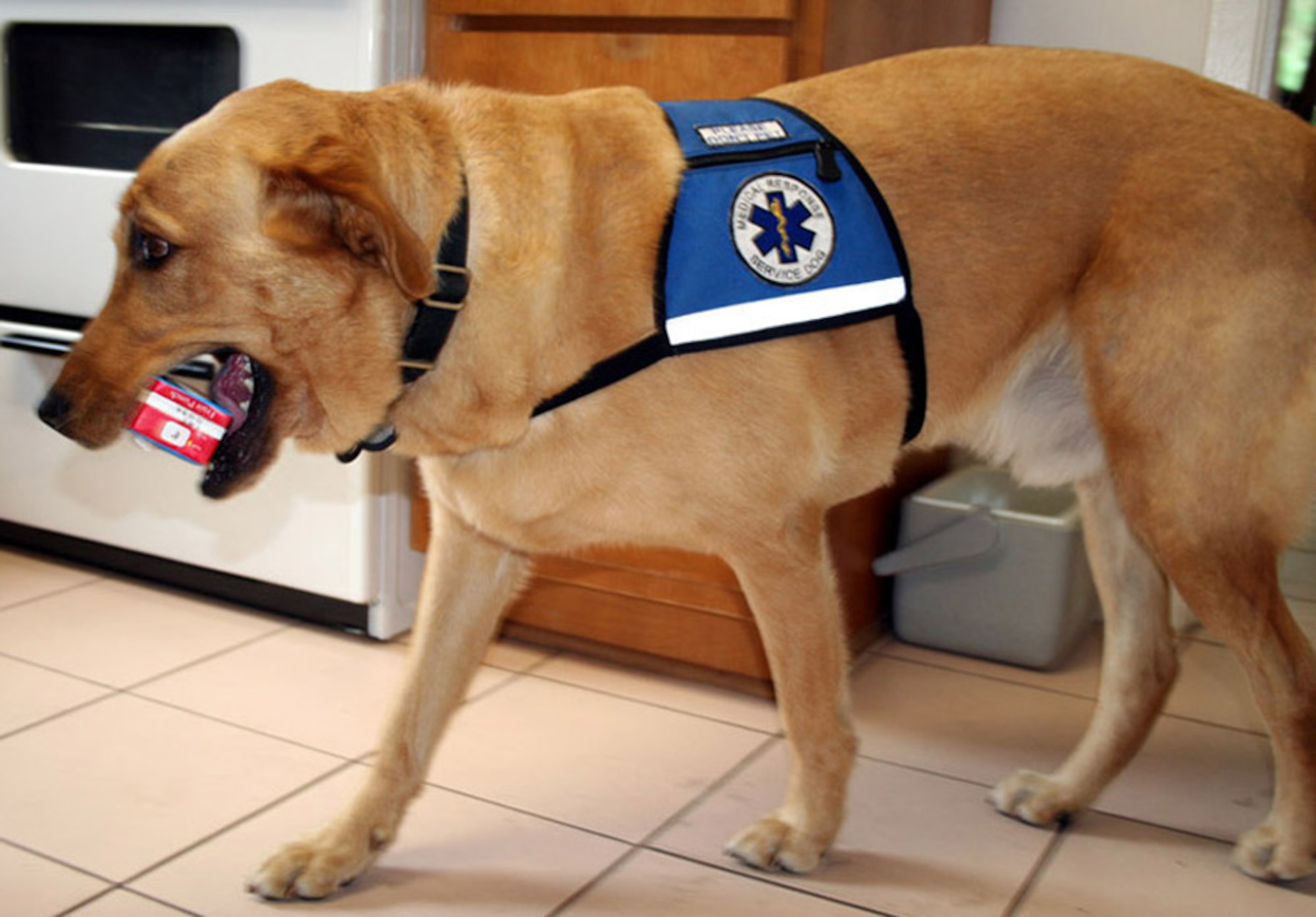 Will, a medical service dog, retrieves a juice box for his owner Danielle Londrigan, who has diabetes. (U.S. Air Force photo/Jamie Haig)