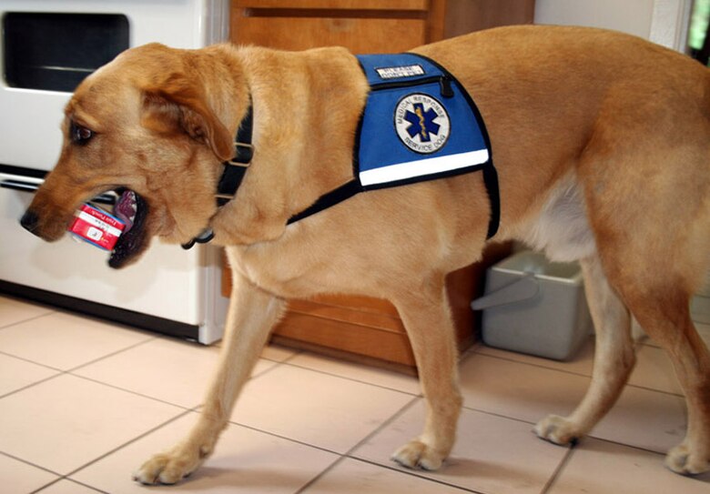 Service dogs aren’t just for blind > Hurlburt Field > Article Display