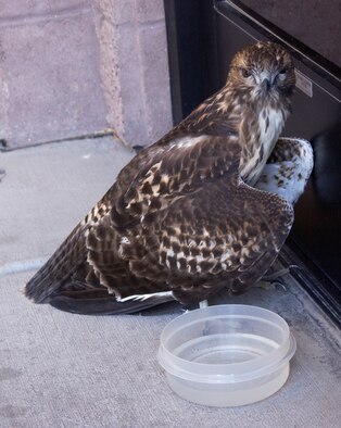 A juvenile red-hawk seeks refuge at the 99th Air Base Wing command section. The bird suffered from malnutrition and heat-exhaustion. It is currently cared for at the Wild Wing Project Wildlife Rehabilitation Center. (Air Force photo by Airman 1st Class Oleksandra G. Manko)  