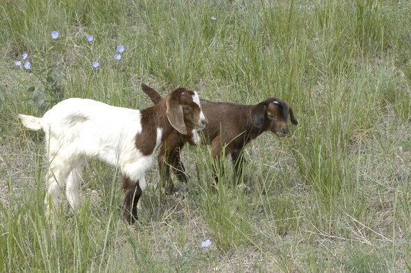 Five hundred goats were released near Warren Gate 2 to help reduce the problem here with leafy spurge. The goats were released on June 6 and are expected to be here until mid-August. They will be taken to several different areas around base in hopes to reduce the overall base leafy spurge problem (Photo by Staff Sgt. Chad Thompson).