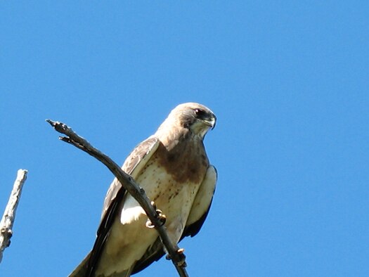 A male Swainson’s hawk perches on a branch. The hawk has been spotted at Camp Grizzly on Malmstrom.
