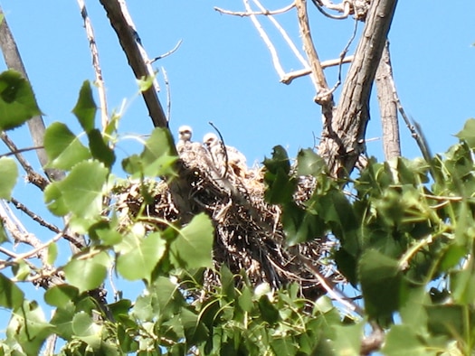 Baby hawks sit in their nest overlooking Camp Grizzly.