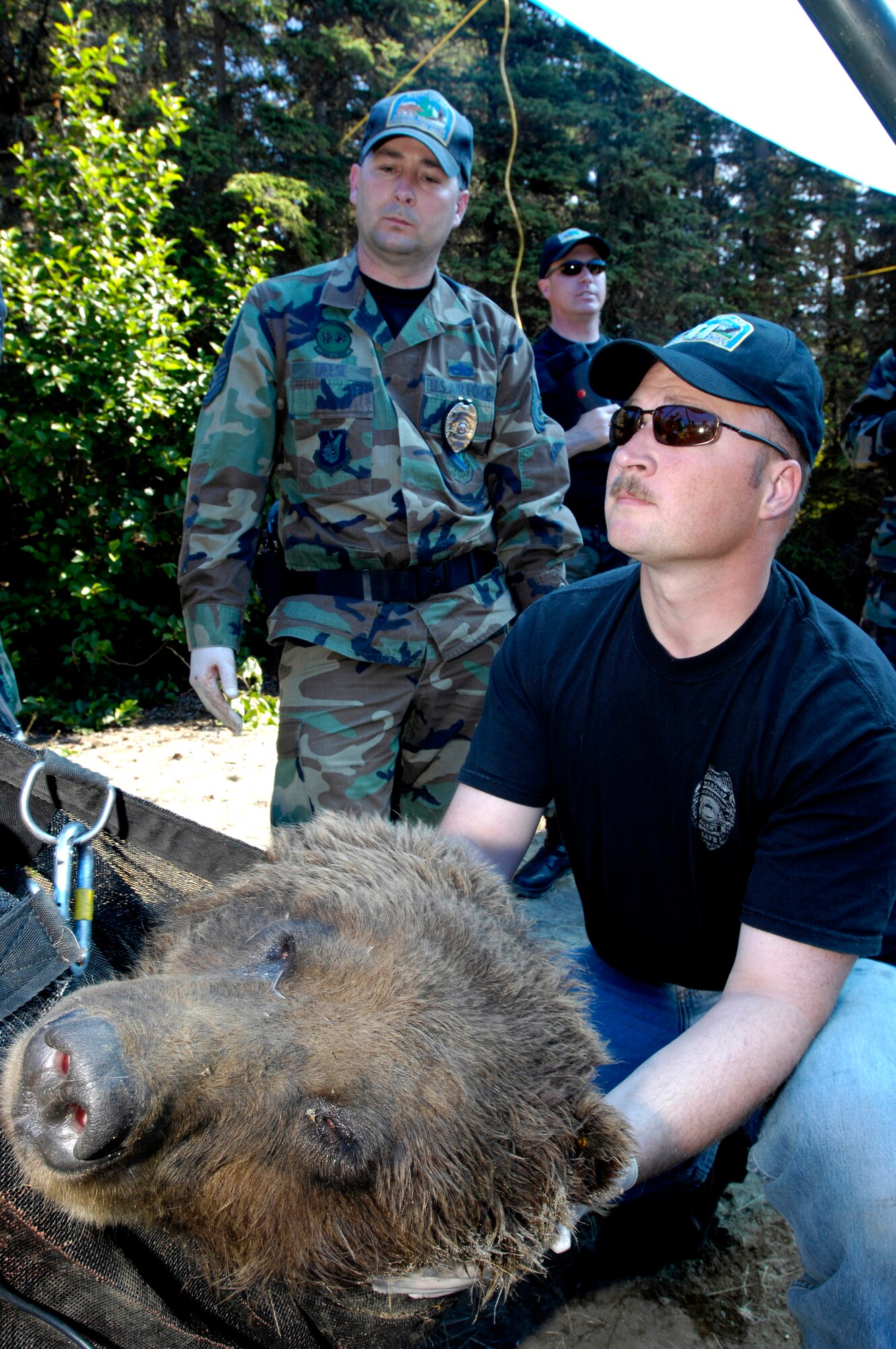 Capt. Alan Moore supports the head of a brown bear that was trapped and tranquilized as Tech. Sgt. Doug Deese monitors to make sure the bear's well-being is maintained July 17 at Elmendorf Air Force Base, Alaska. Both Captain Moore and Sergeant Deese are military conservation agents and are helping the Alaska Department of Fish and Game take DNA, blood and hair samples, measurements and fit the bear with a tracking collar that will allow the bear's movements to be monitored by global positioning satellites. The bear, a female around 6 years old and weighing more than 400 pounds, had been spotted near the base golf course and a barrel trap was set by base conservation agents. After trapping and collaring the bear, agents relocated the bear to a remote part of the base and monitored it from a distance until the bear woke and moved into the woods. Captain Moore is a navigator for the 962nd Airborne Air Control Squadron and Sergeant Deese is a F-15 crew chief. (U.S. Air Force photo/Tech. Sgt. Keith Brown) 
